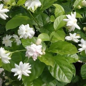 বেলী ফুল